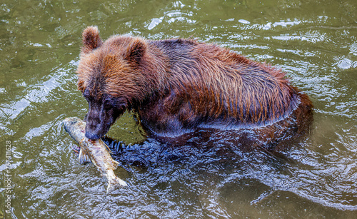 Alaska Brown Bear and Cub
 photo