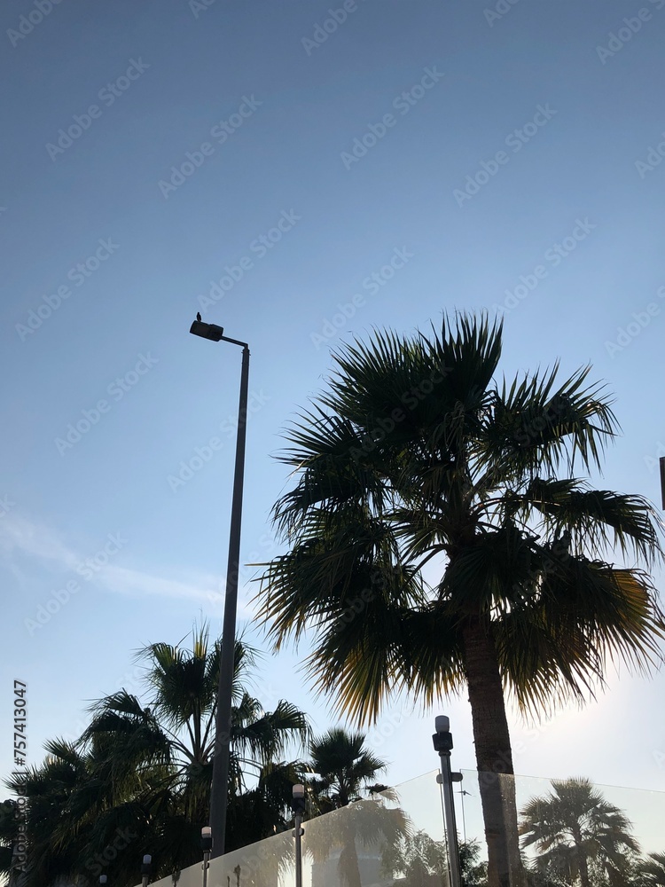 palm tree silhouette palm tree silhouette