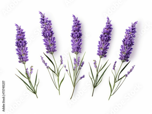 lavender collection set isolated on transparent background  transparency image  removed background