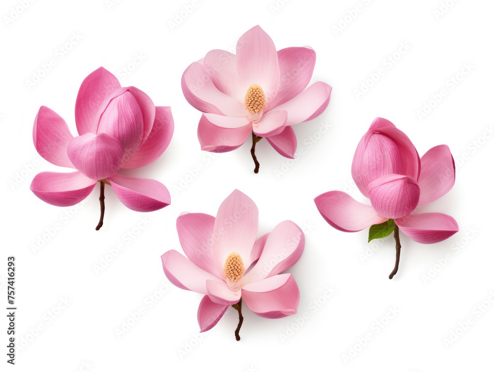 magnolia collection set isolated on transparent background, transparency image, removed background