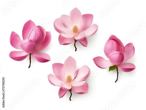 magnolia collection set isolated on transparent background  transparency image  removed background
