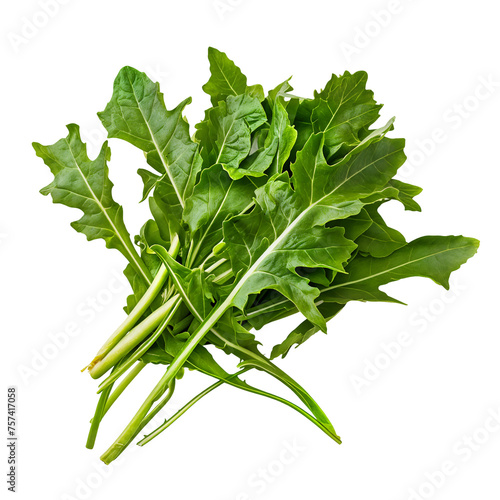 Freshly Harvested Organic Dandelion Greens - Versatile Leafy Vegetable for Healthy Salads, Juices, and Culinary Creations - Isolated on a Transparent Background