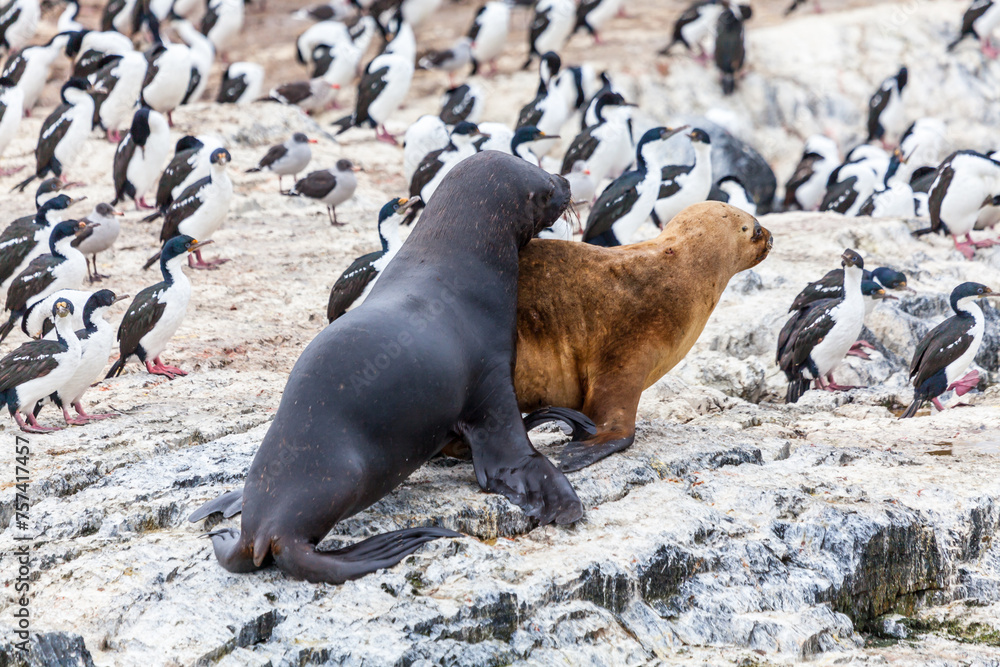 Fototapeta premium Unspoilt, wild nature in Patagonia in the Beagle Channel.