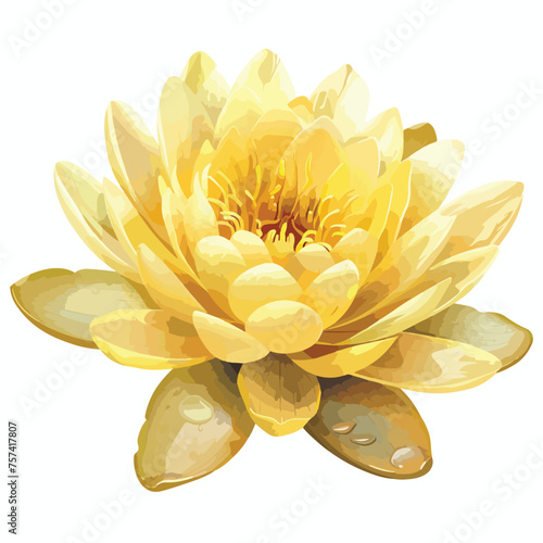 Yellow Water Lily Clipart isolated on white background