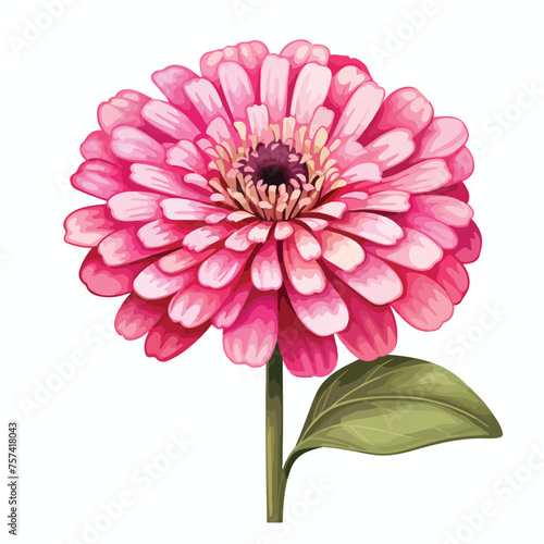 Zinnia Clipart Clipart isolated on white background