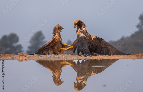 In the golden light of Lleida, two majestic raptors confront each other, their intense battle mirrored in the tranquil water