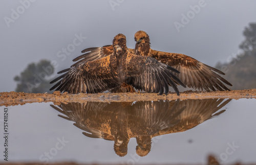 Two Western Marsh Harriers display a winged ballet, their symmetrical poses perfectly captured in the serene waters of Lleida field photo