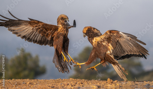 Two raptors engage in a tense encounter on the Lleida plains, their claws interlocked as they vie for dominance photo