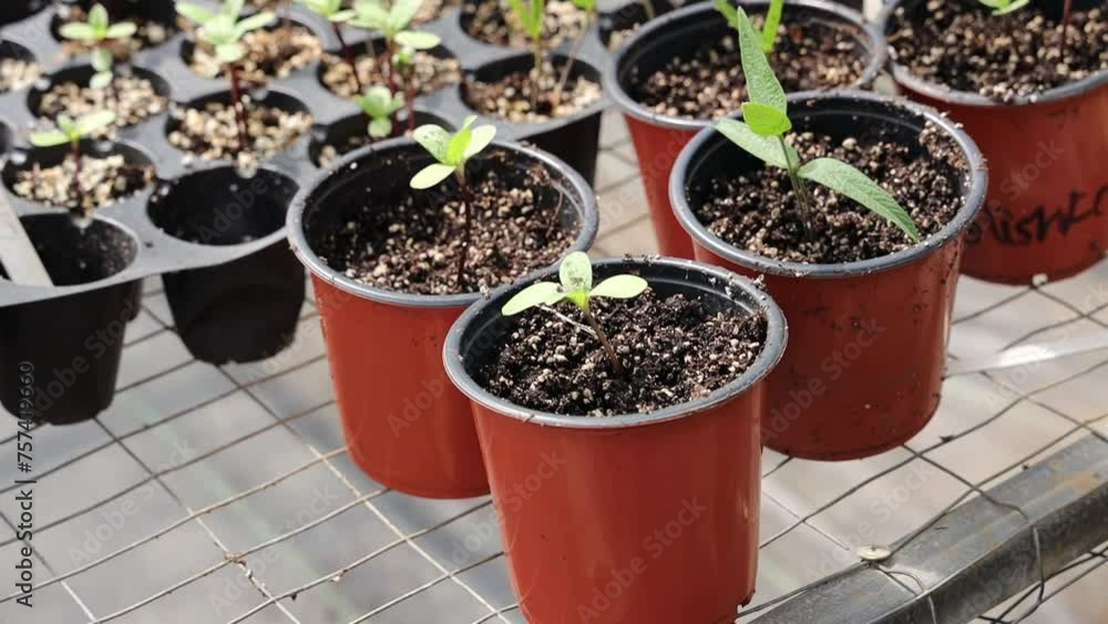 Closeup shot of plants beginning to grow in the pots Closeup shot of plants beginning to grow in the pots