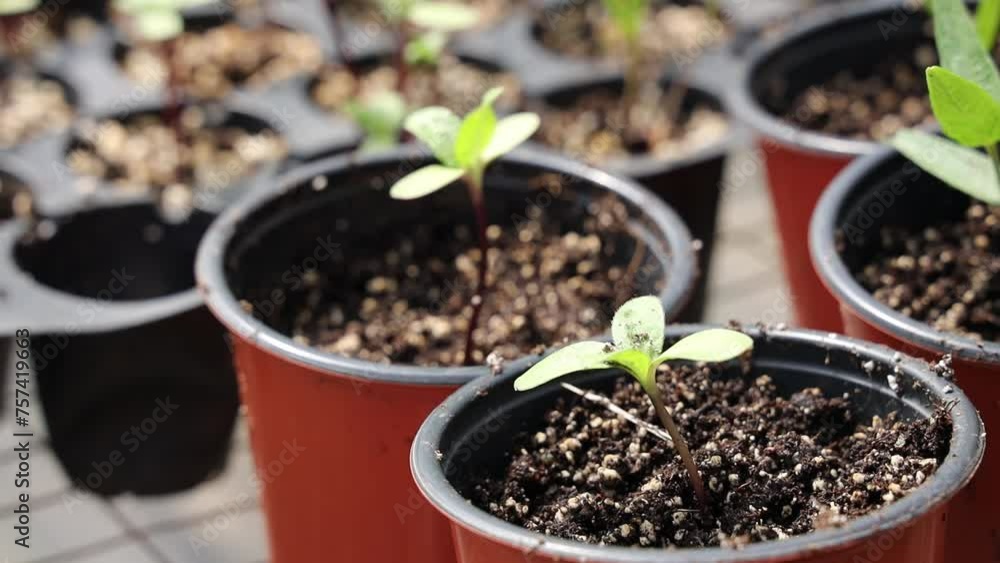 Closeup shot of plants beginning to grow in the pots Closeup shot of plants beginning to grow in the pots