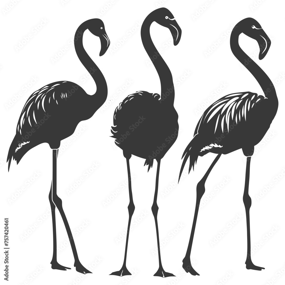 Fototapeta premium Silhouette Flamingos Birds black color only full body