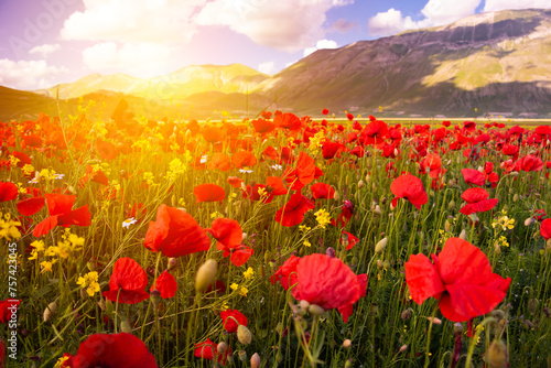 Fototapeta Naklejka Na Ścianę i Meble -  Poppy flowers blooming on summer meadow in sunlight