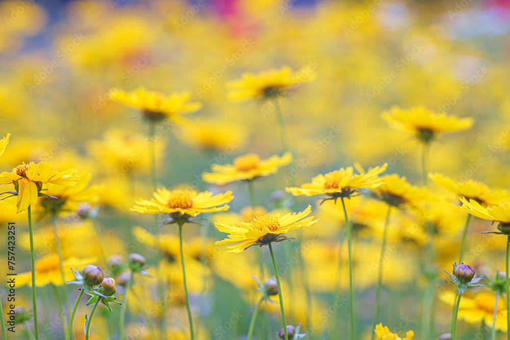 Field of yellow flower Coreopsis lanceolata, Lanceleaf Tickseed or Maiden's eye blooming in summer. Nature, plant, floral background. Garden, lawn of lance leaved Coreopsis. Shallow depth of field