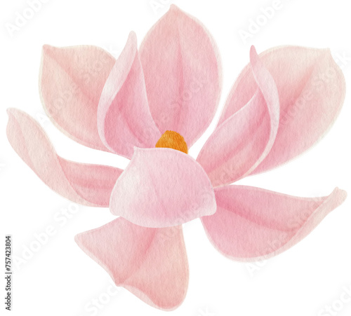 Pink magnolia flowers watercolor illustration