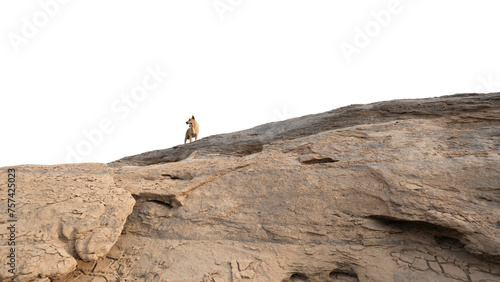 Dog on arid hill with white background