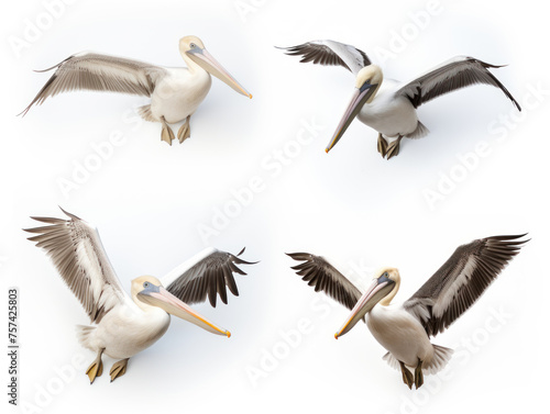 Pelican collection set isolated on transparent background, transparency image, removed background