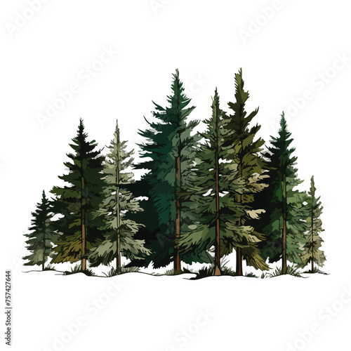 Pine Trees Clipart Clipart isolated on white background