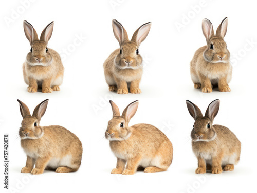 bunny collection set isolated on transparent background, transparency image, removed background
