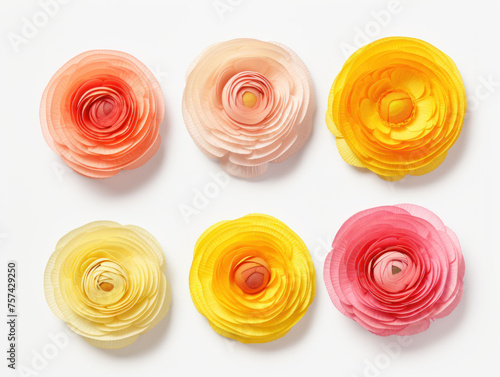 ranunculus collection set isolated on transparent background, transparency image, removed background