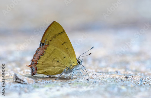 Beautiful colorful butterflies The Golden Sapphire Heliophorus brahma mogoka  photo