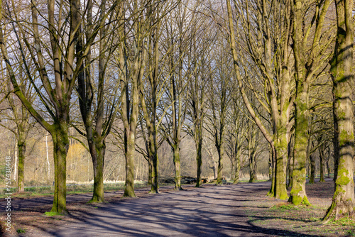 Late winter and early spring landscape, Nature cuve pathway through the wood, A row of bare trees along both side of walkways, Amsterdamse Bos (forest) A park in Amstelveen and Amsterdam, Netherlands.