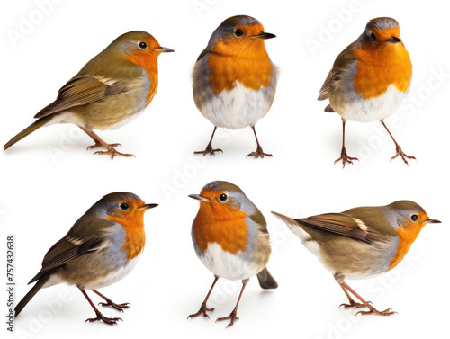 Robin collection set isolated on transparent background, transparency image, removed background