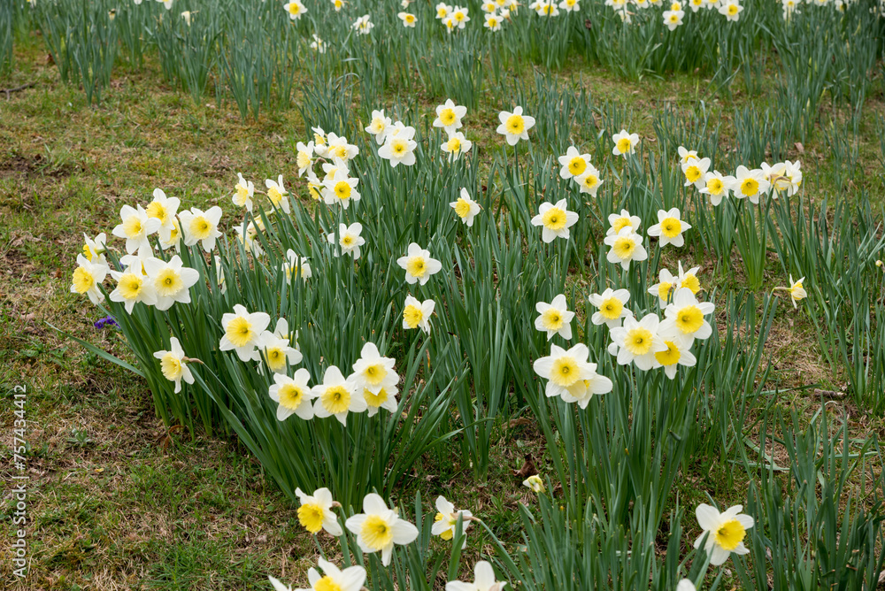 blooming narcissus flowers in the park blooming narcissus flowers in the park