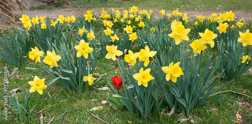 blooming yellow narcissus flowers in the park