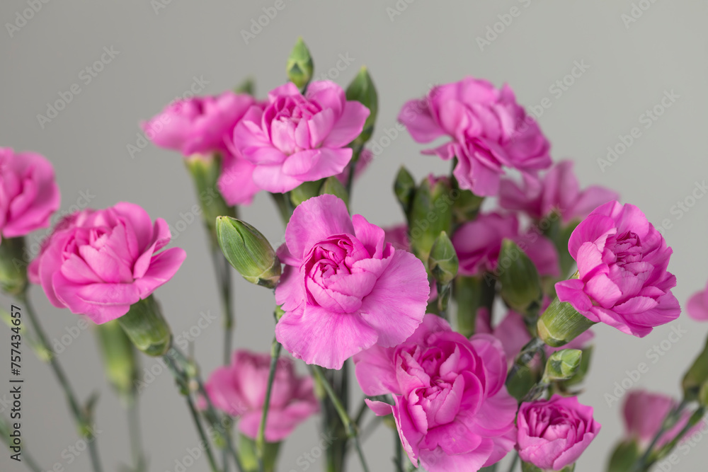A close-up of a spring bouquet of pink carnations against white background