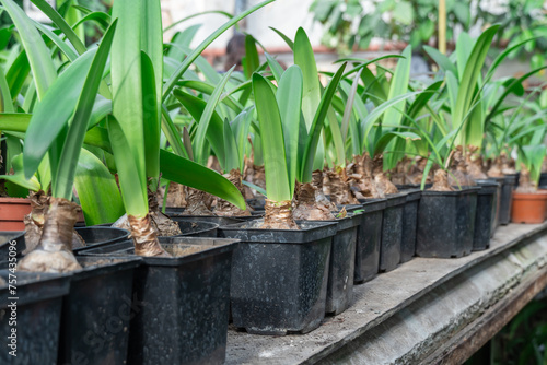 Seedling hyacinth bulbous plants grows in commercial glasshouse. Replanting candle flower asparagaceae family in greenhouse gardening. Hyacinthus orientalis in flowerpot. Horticulture and floriculture photo