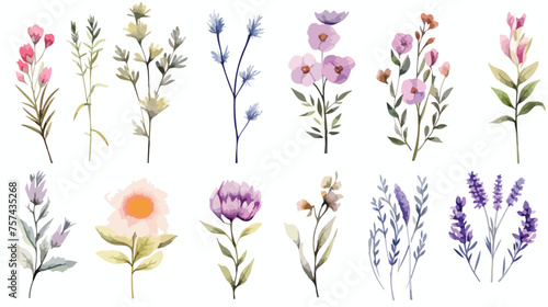 Botanical floral watercolor risk. Wildflower wild  © Megan
