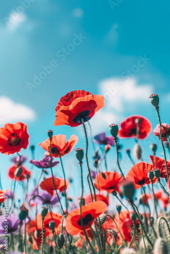 Poppy flower field, closeup low angle view with blue sky in the background, natural spring background with copy space.