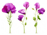 sweat pea collection set isolated on transparent background, transparency image, removed background