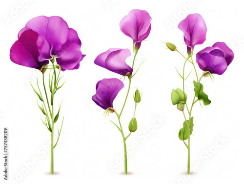 sweat pea collection set isolated on transparent background, transparency image, removed background