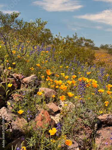 Field of desert wildflowers on a rocky mountainside