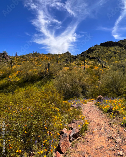 Mountain scene featuring desert wildflower, golden poppies, a mountain and dramatic clouds in a blue sky