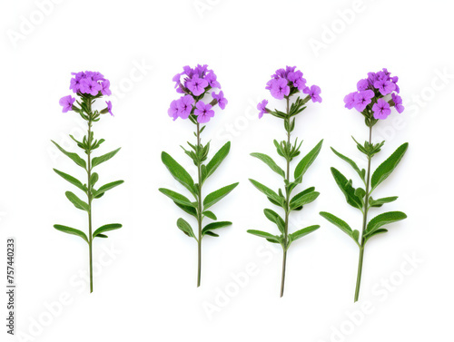 verbena collection set isolated on transparent background  transparency image  removed background