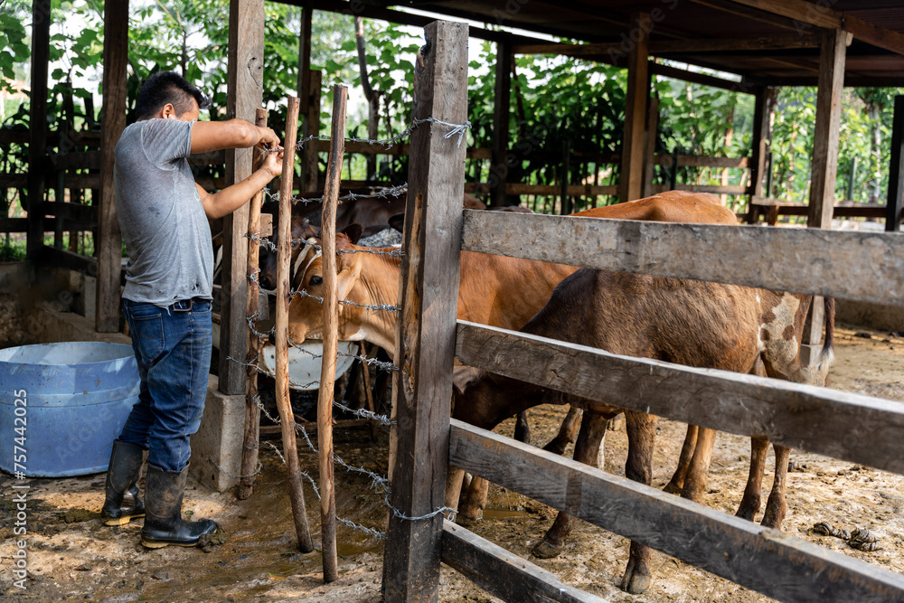Farmer repairing the fence of a ranch with dairy cows Farmer repairing the fence of a ranch with dairy cows