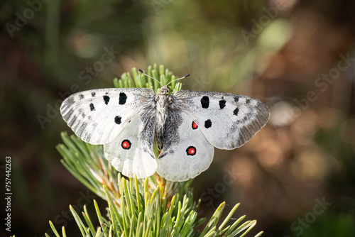 Parnassius apollo butterfly, beautiful butterfly living at high altitudes.