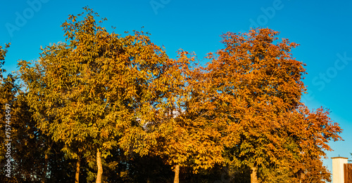 Autumn or indian summer view at Mount Bogenberg, Bogen, Danube, Bavaria, Germany photo