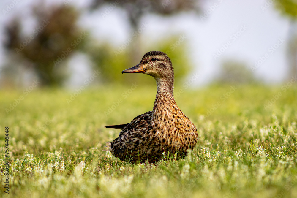duck in the grass