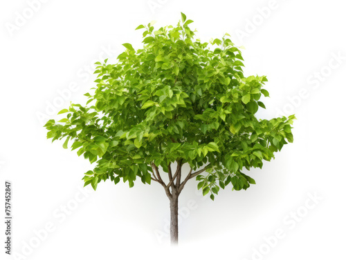 tree isolated on transparent background  transparency image  removed background