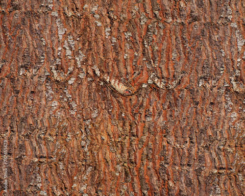 Pattern and structure of pine bark. Detail shot.
