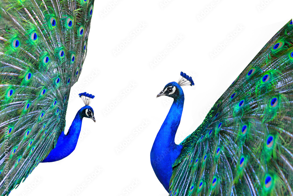 Fototapeta premium peacocks isolated on white background