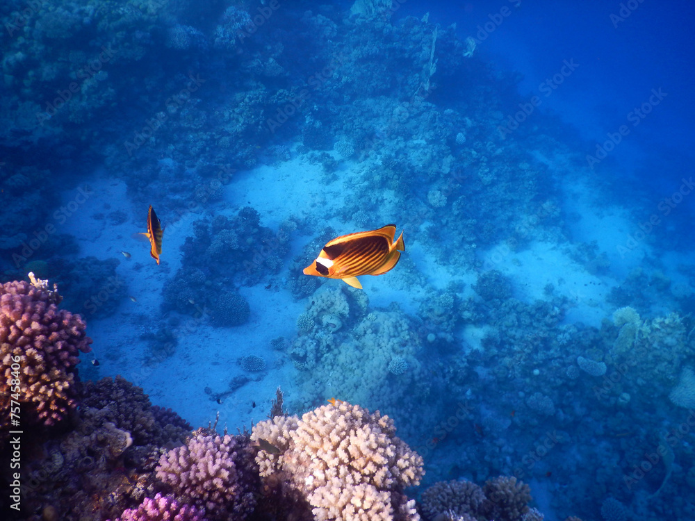 Fototapeta premium wonderful coral reef life