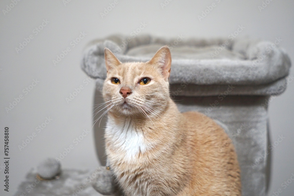 Alert orange cat with a soft gaze Alert orange cat with a soft gaze