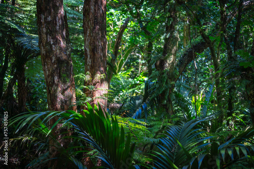 New Zealand bush scene