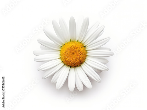daisy isolated on transparent background, transparency image, removed background © transparentfritz