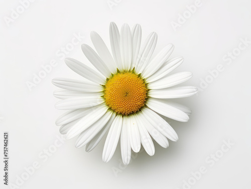 daisy isolated on transparent background, transparency image, removed background © transparentfritz