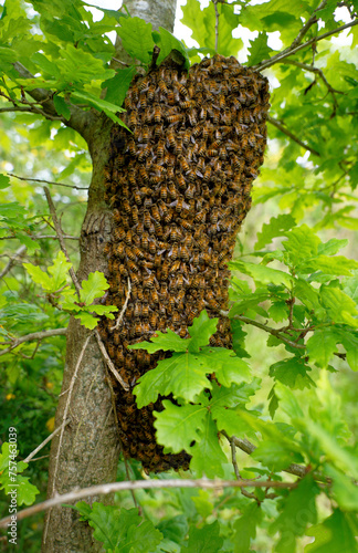 Through the leaf, a bee colony after a swarm clings to an oak tree. A summer day in France.